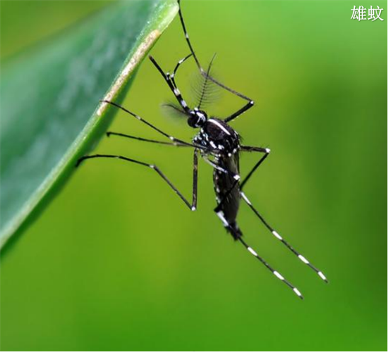 預(yù)防登革熱，小心白紋伊蚊